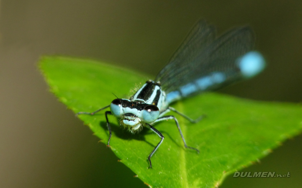 Azure Bluet (Male, Coenagrion puella)